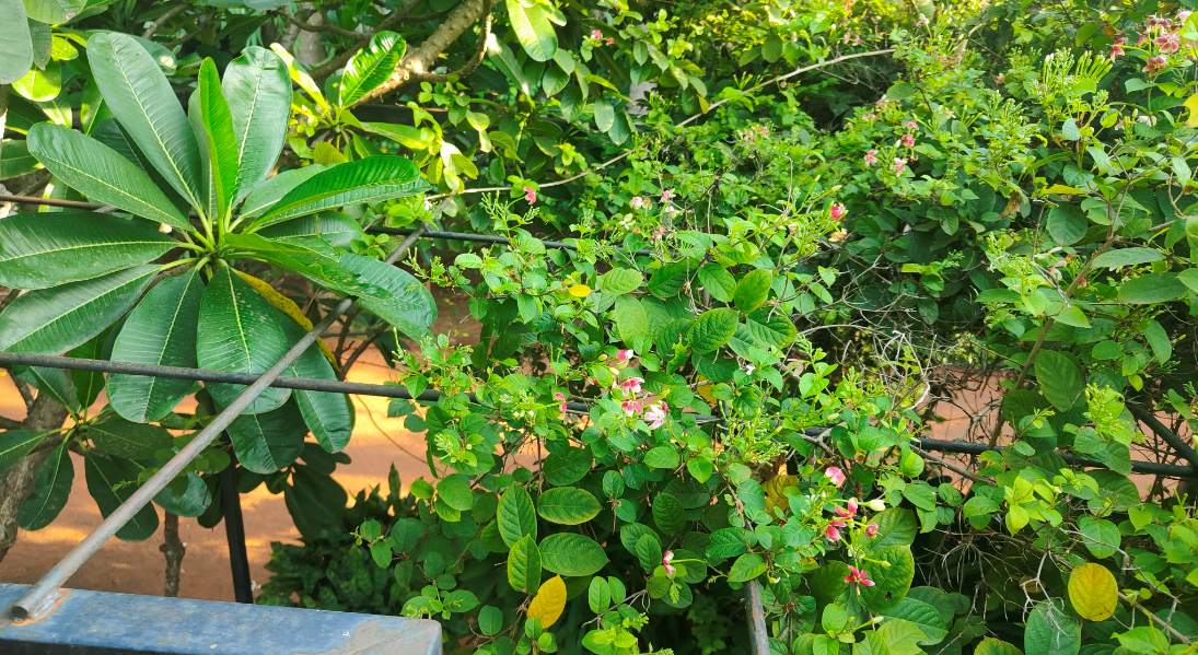 Greenery in Mango Hill Pondicherry